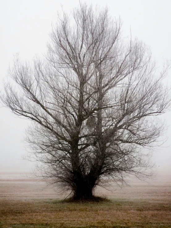 a very large leafless tree in a field