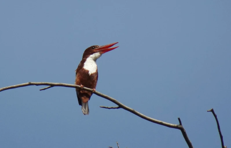 a bird with its wings folded on a nch