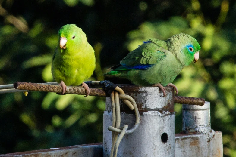 two green and yellow parakeets are standing on a pole