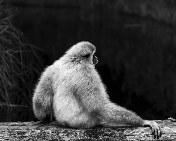 a white monkey sitting on top of a wooden log