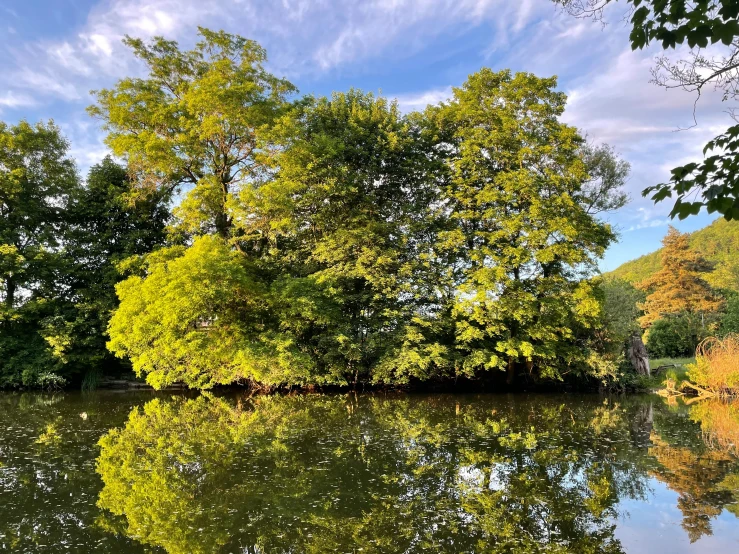 trees, and their reflections in the water