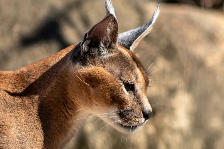 closeup of a small, fuzzy cat looking out at soing