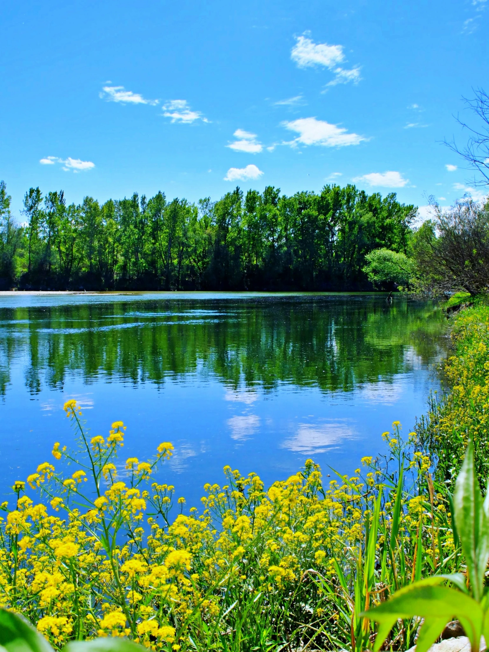 a view over water with trees, bushes and blue sky