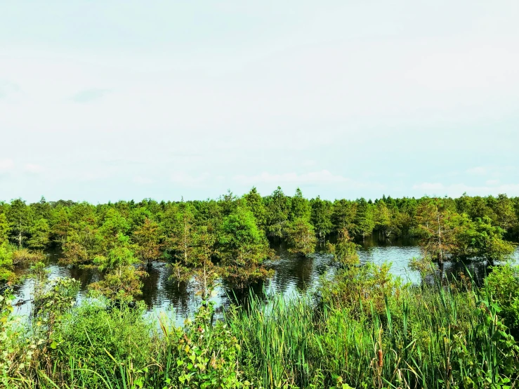 a scenic river is surrounded by tall bushes