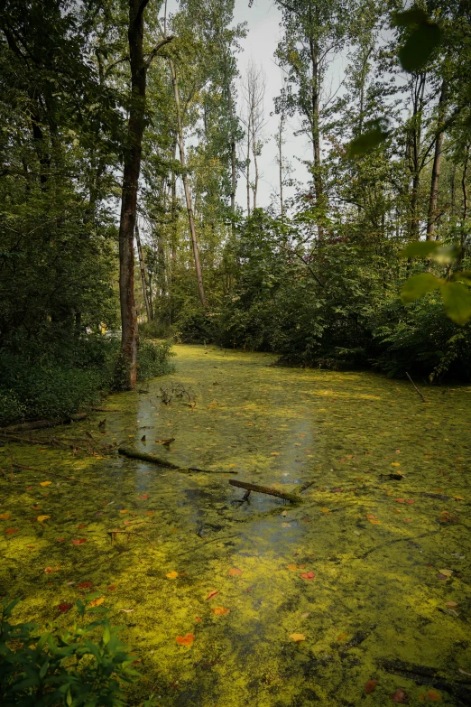 there is a large body of water with algae on the surface