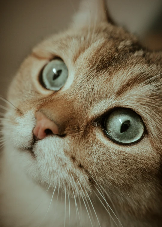 a brown and white cat with two large eyes