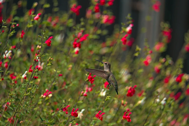 a small hummingbird flying by the top of flowers