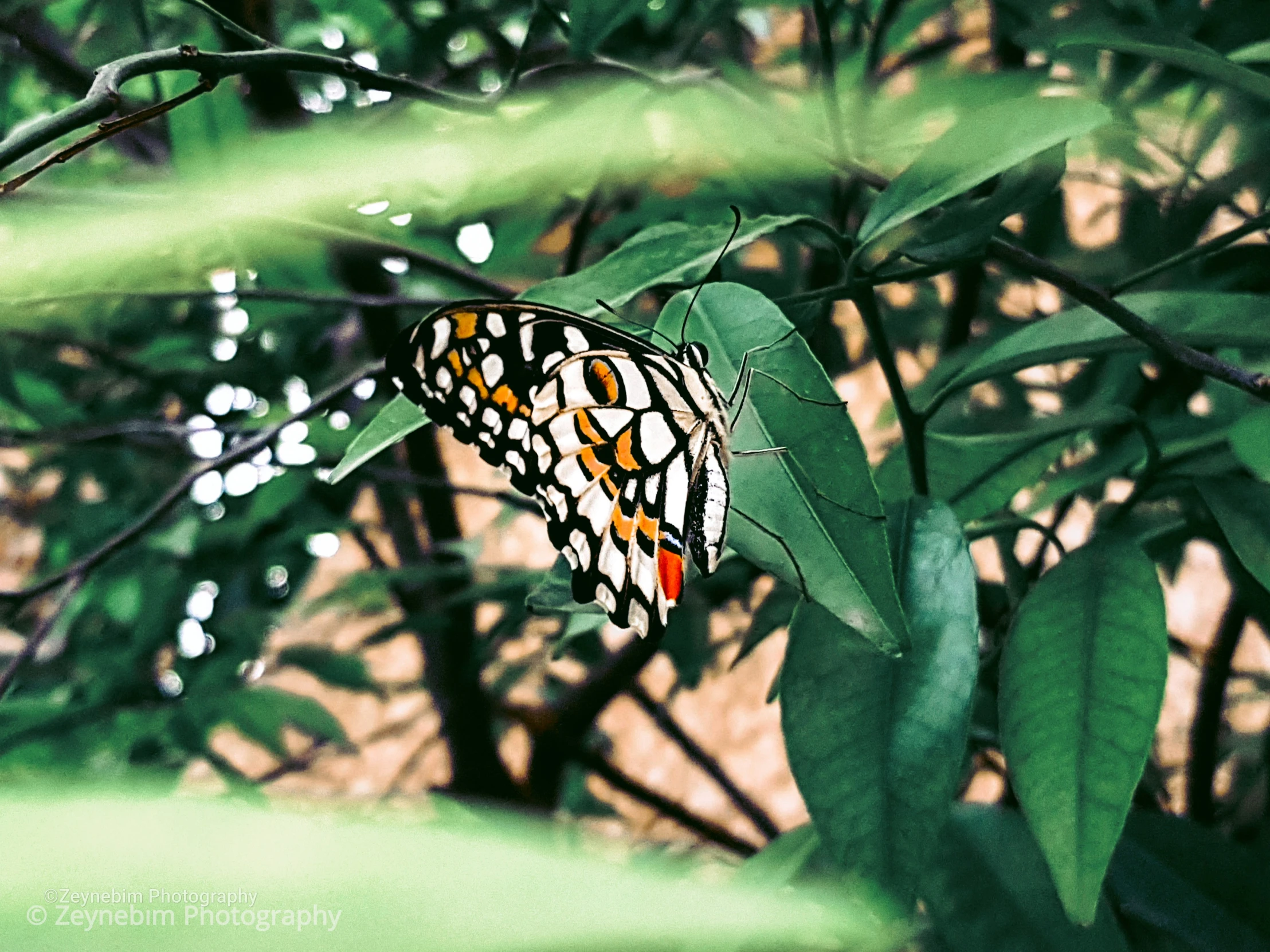 a erfly with bright yellow and black markings sitting on a green leafy tree