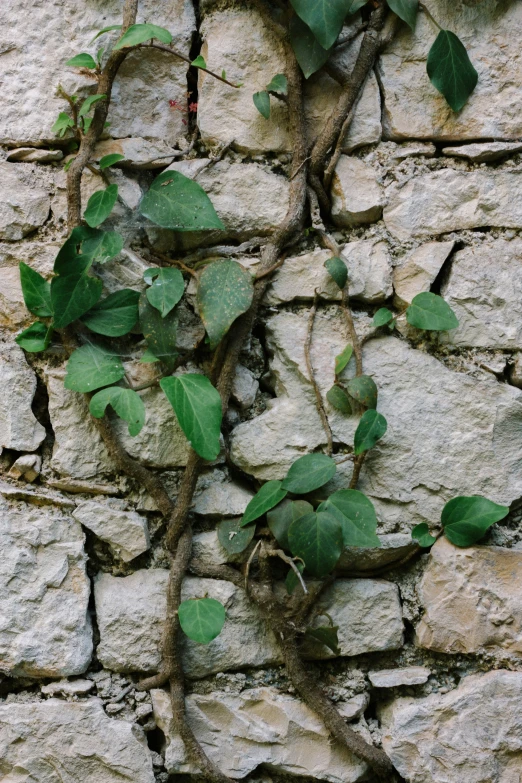 vines are climbing the side of an old brick building