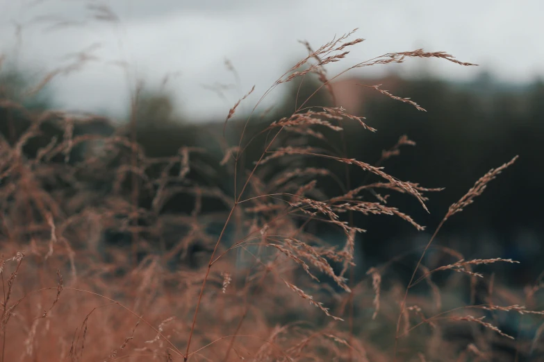 tall brown grass near a street on a cloudy day