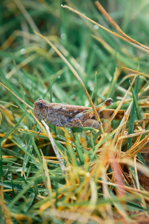 a lizard lizard is hiding in the grass