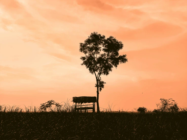 a cow is grazing next to the lone tree