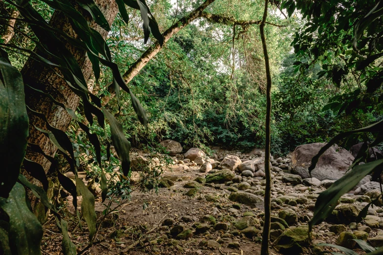 the ground is dirty and overgrown as it stands near trees