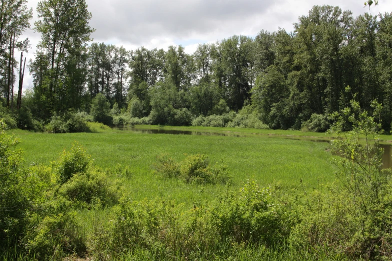 there is a picture of a green field near trees