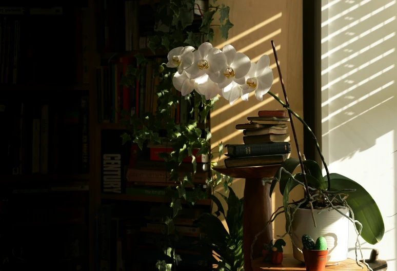 a large white flower in the shade on top of a table