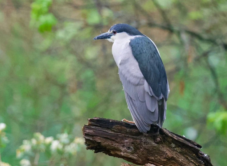 a small bird sits on a nch in the woods