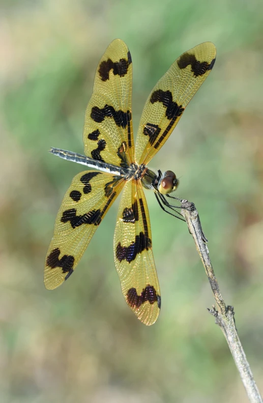 dragonflys with yellow and black markings are on a leaf