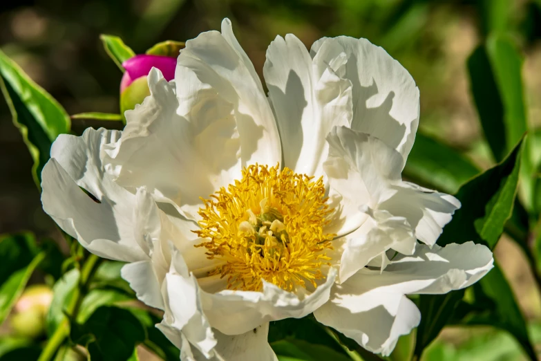 this white flower is blooming on a nch