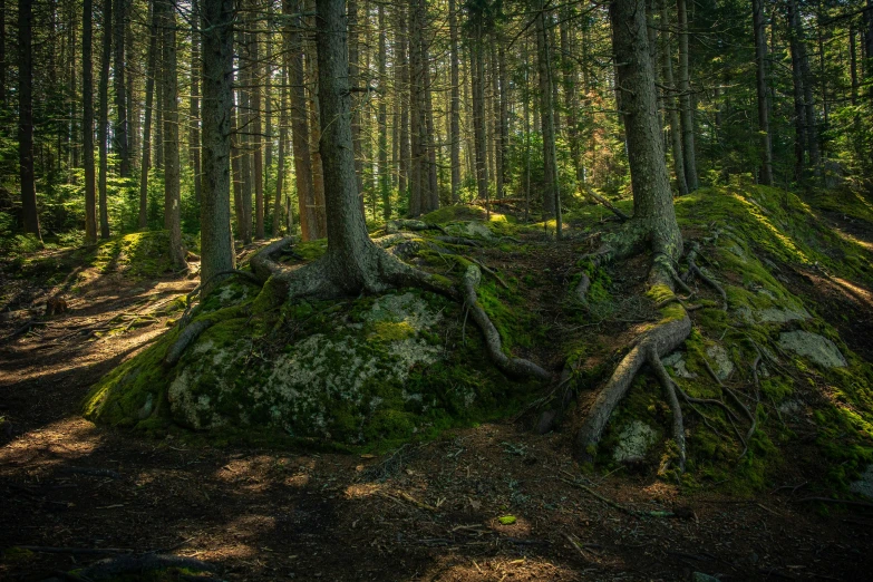 there are some green moss covered rocks in the woods