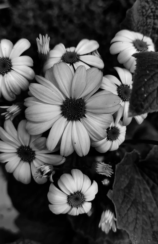 small white flowers in a black and white po