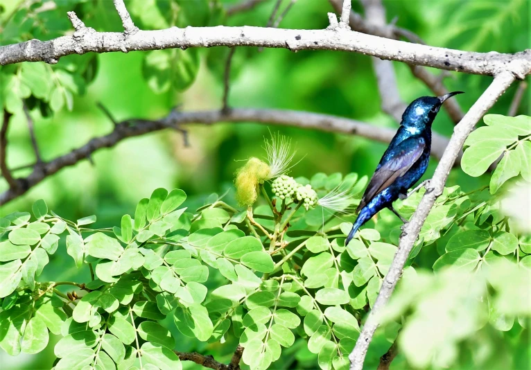 a blue bird is perched on a nch