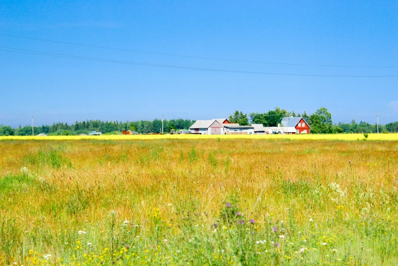 a field with many trees on the side