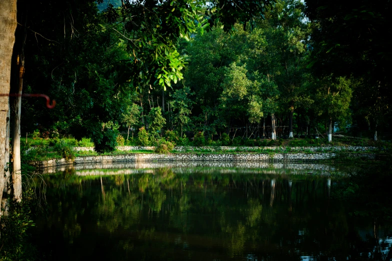 a wooded area with a pond that's reflecting trees and plants