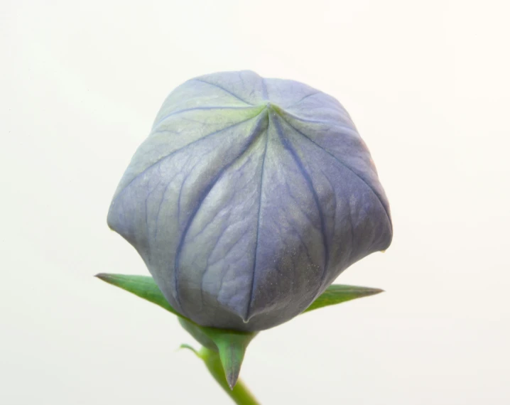 a large blue flower on top of a plant