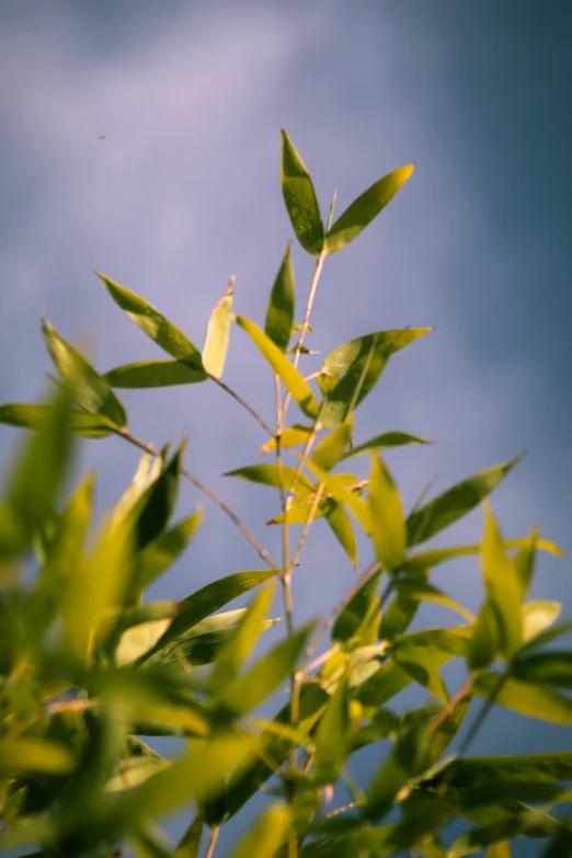 a green nch with some leaves and blue sky