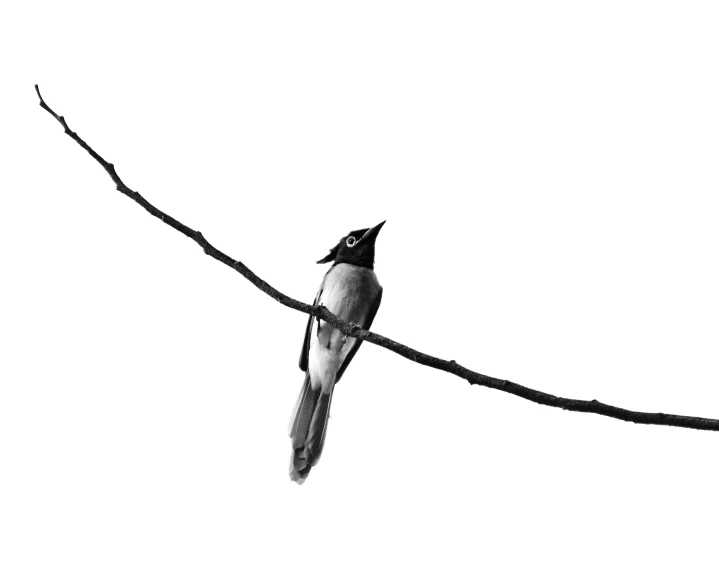 black and white po of a bird perched on a thin nch