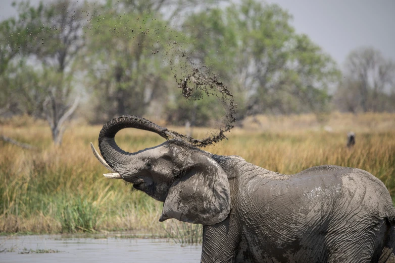 an elephant throwing up food in to its trunk