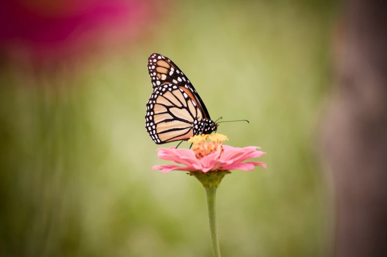 a erfly on a pink flower with green blurry background