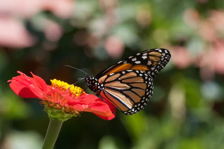 a erfly sitting on top of a flower