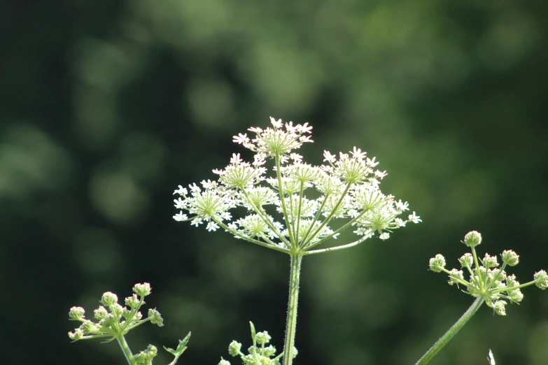 this is some kind of wildflower on the outside