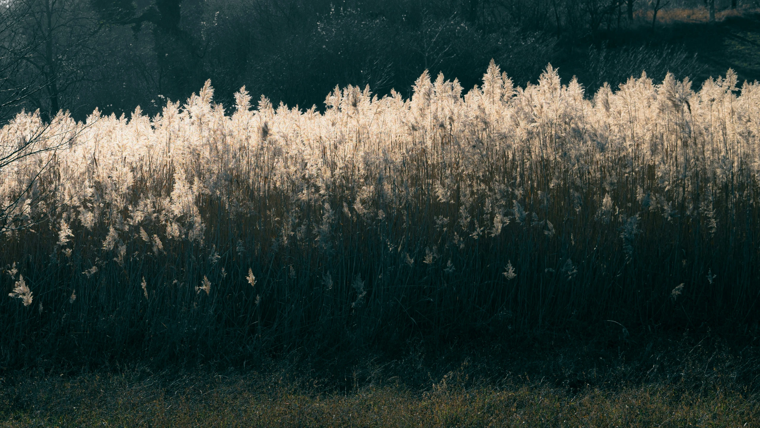 tall grass and trees next to a road