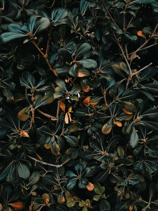 various leaves on the nches of the tree