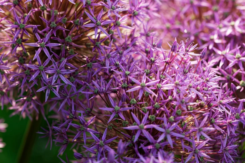 a close up view of some purple flowers