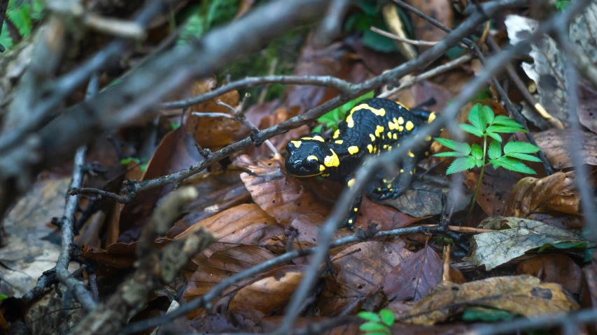 a small black and yellow lizard on some leafy ground