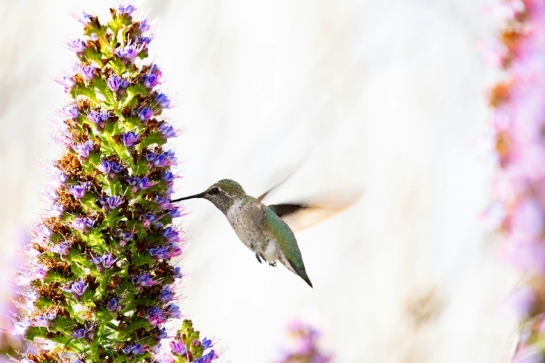 a bird in flight over flowers while a bee flies towards it