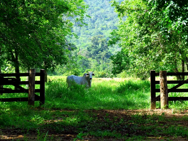 a cow looks into the distance while sitting in a field surrounded by trees