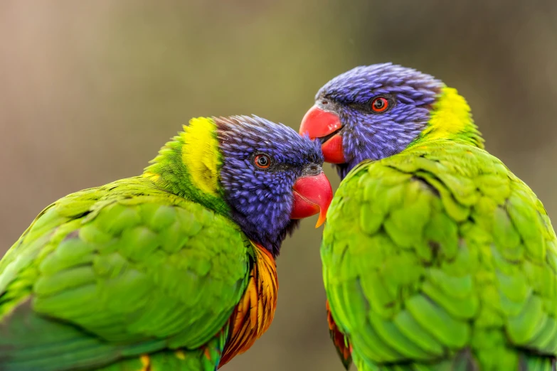 two colorful birds facing each other with eyes closed