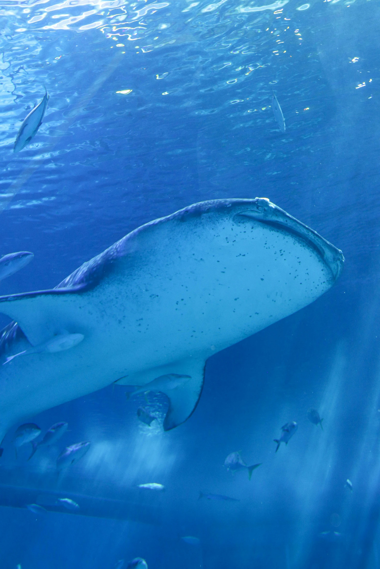 a huge blue ocean animal swimming in the water