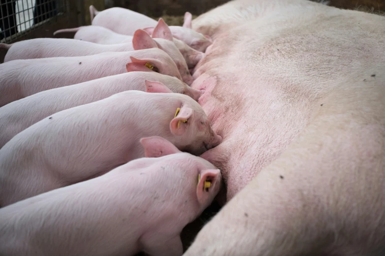 several pigs are sleeping in a large group together