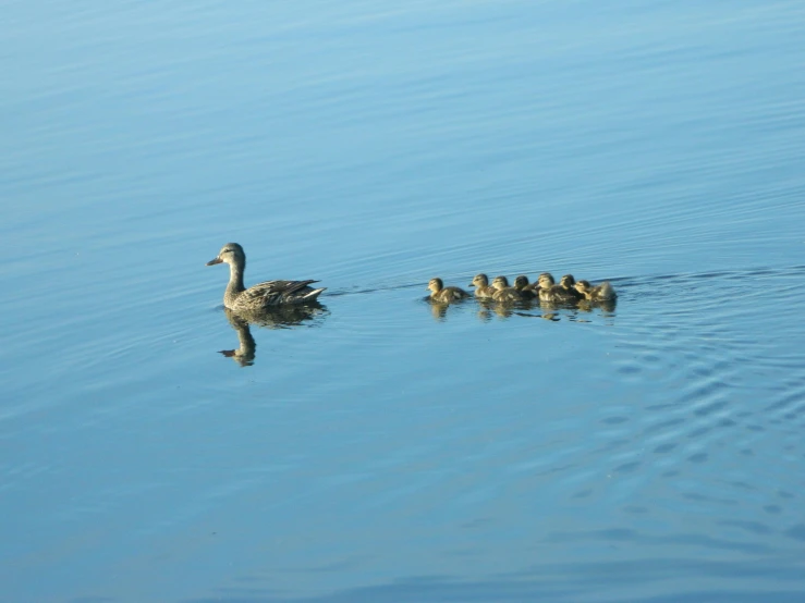 a bunch of ducks swimming in some water