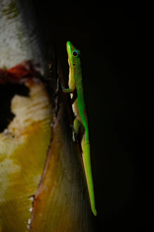 a green and yellow lizard standing on top of a leaf