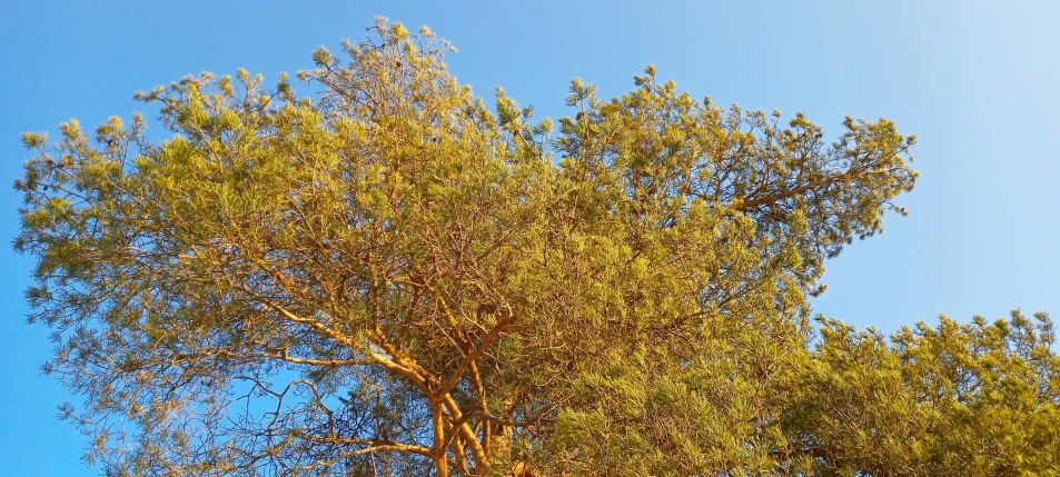 a large tree with green leaves and a blue sky