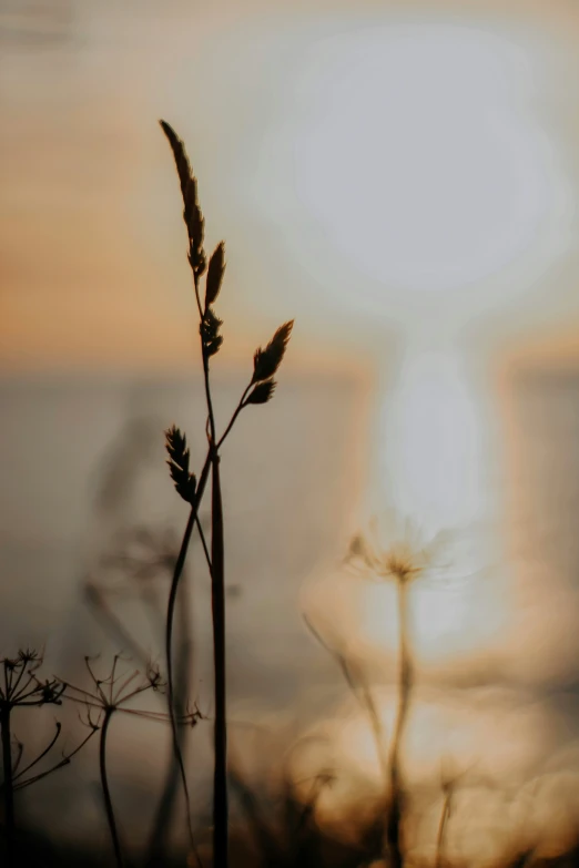 a plant with the sun in the background