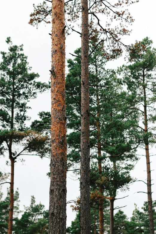 two large trees in the middle of a group of tall trees