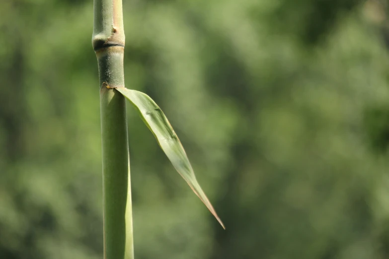 a bamboo leaf is being viewed from behind it