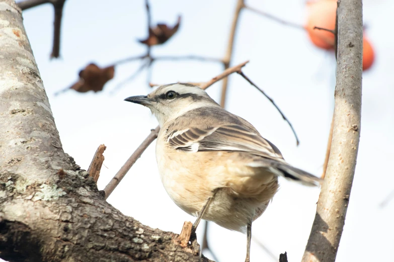 a bird sitting in the nches of a tree